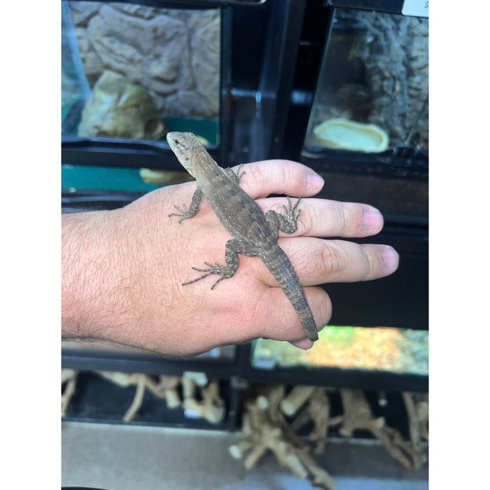 Utila Island Spiny Tail Iguana (Ctenosaura bakeri)