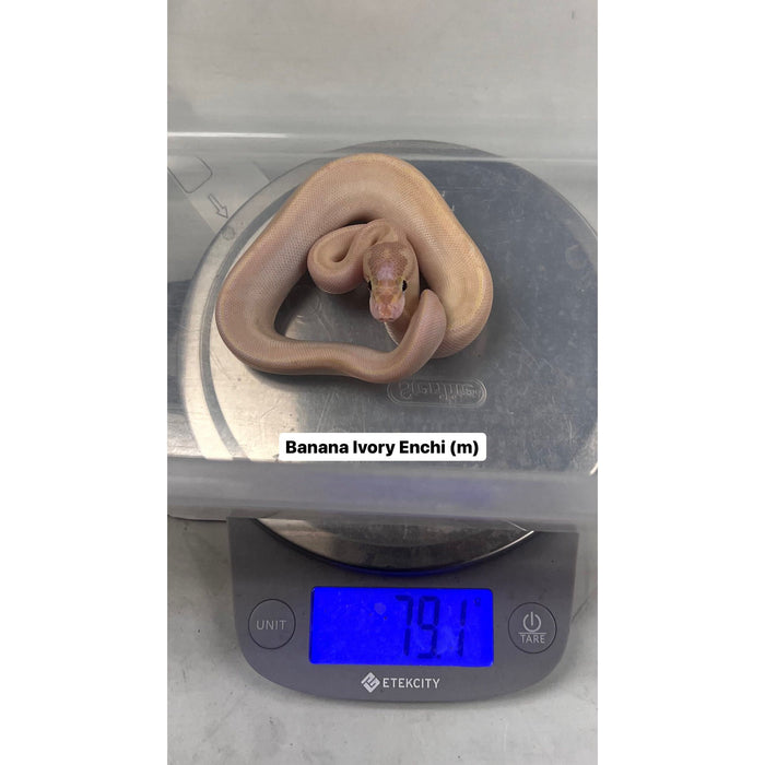 Banana Ivory Enchi Ball Python