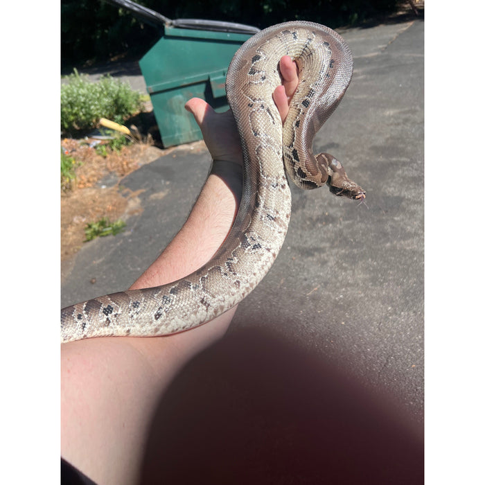 Sumatran Short Tail Python (Black Blood) (Female) (Python curtus)