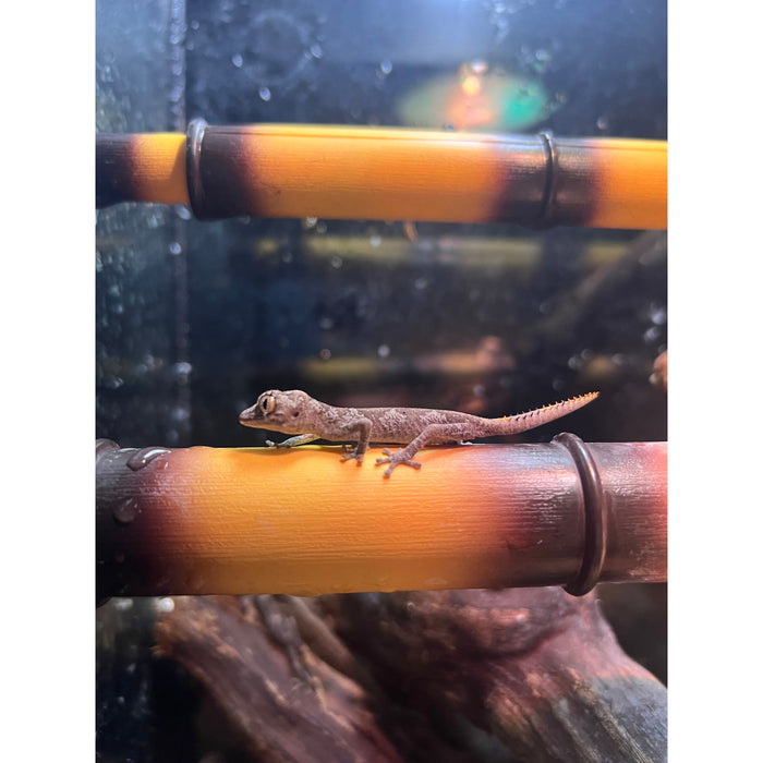 Northern Spiny Tail Gecko (Strophurus ciliaris)