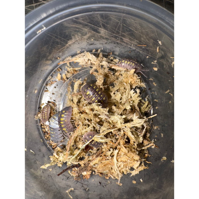 Yellow Spanish Isopods (Armadillidium granulatum) 10 Count