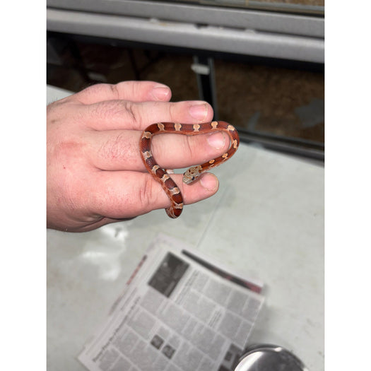 Blood Red Corn Snake