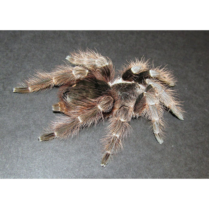 Brazilian Red Tarantula (SLING) (Nhandu carapoensis)