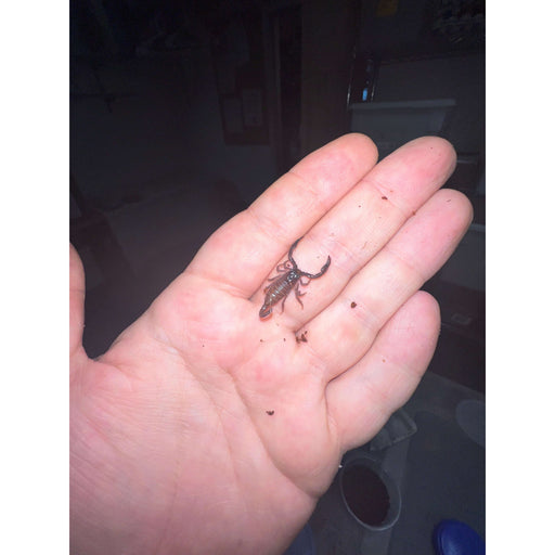 Emperor Scorpion (CB Baby) (Pandinus sp):Jungle Bob's Reptile World