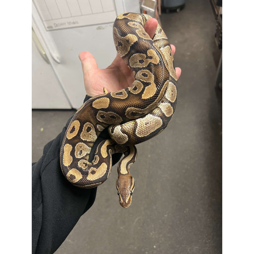 Normal Ball Python (Male) Sub Adult — Jungle Bobs Reptile World