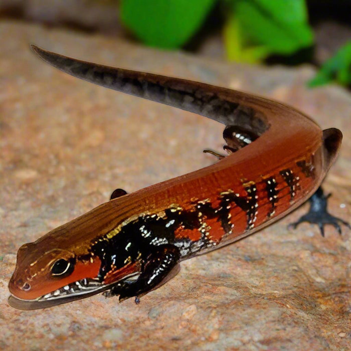 African Fire Skink:Jungle Bob's Reptile World