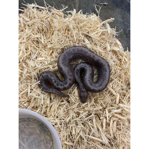 Anery Striped Kenyan Sand Boa Baby (Eryx colubrinus loveridgei):Jungle Bob's Reptile World