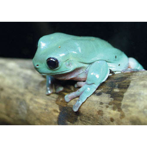 Blue Dumpy Tree Frog (Litoria caerulea):Jungle Bob's Reptile World