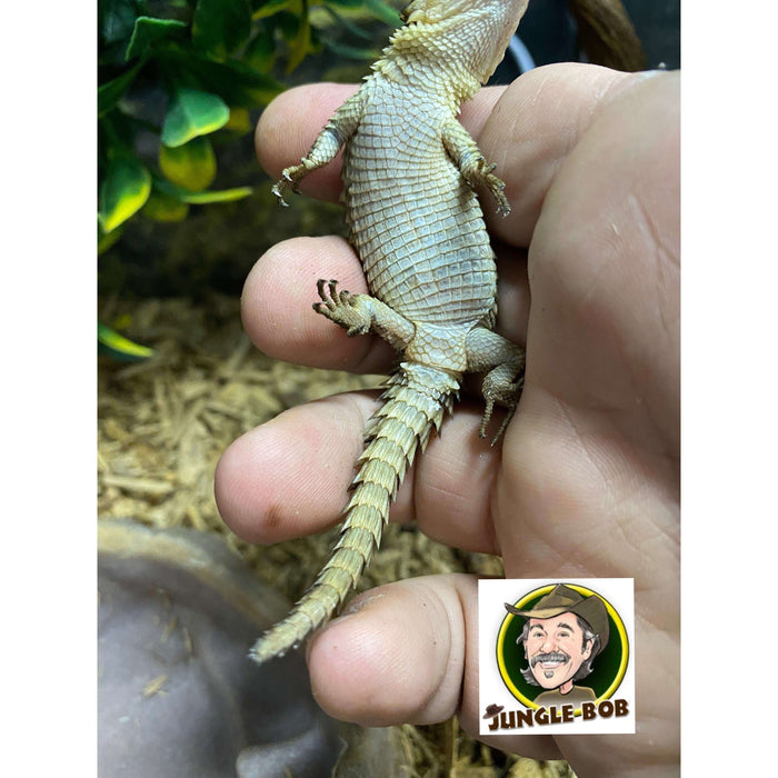 Armadillo Lizard:Jungle Bob's Reptile World