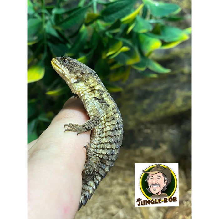 Armadillo Lizard:Jungle Bob's Reptile World