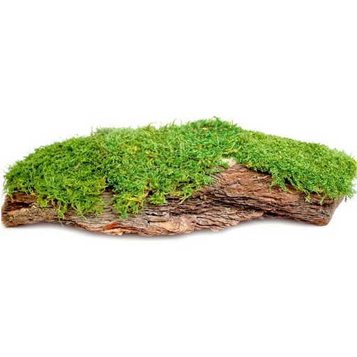 Zoo Med Frog Moss 80 Cu/In — Jungle Bobs Reptile World