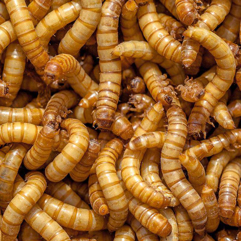 Live Giant Mealworms for Reptiles, Birds, Turtles, and Fish Bait — Jungle  Bobs Reptile World