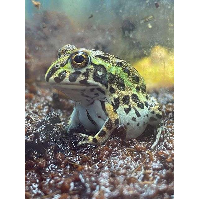 Giant Pixie Frog BABY (Pyxicephalus adspersus) — Jungle Bobs Reptile World