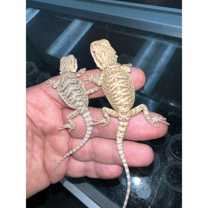baby bearded dragon colors