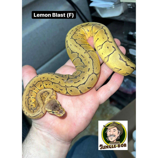 Lemon Blast Ball Python:Jungle Bob's Reptile World