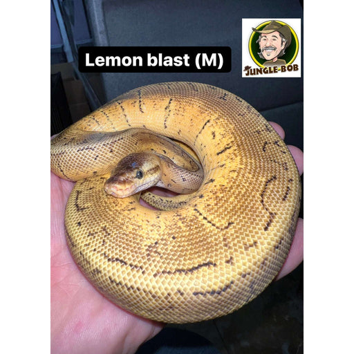 Lemon Blast Ball Python:Jungle Bob's Reptile World