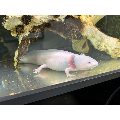 Leucistic Axolotl (Adult):Jungle Bob's Reptile World