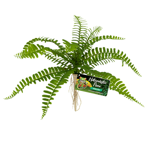 Clear Plastic Terrarium Boxes by Jungle Bob — Jungle Bobs Reptile